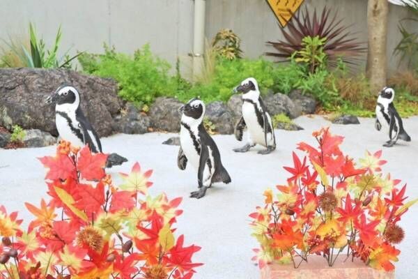 横浜・八景島シーパラダイスの秋イベント「アキパラ！」ペンギンの紅葉道パレード＆イルカショー