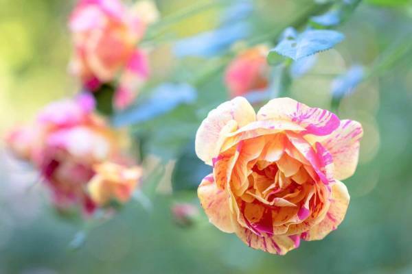 「練馬区立 四季の香ローズガーデン」園内325品種の秋バラが見頃を迎える秋イベント