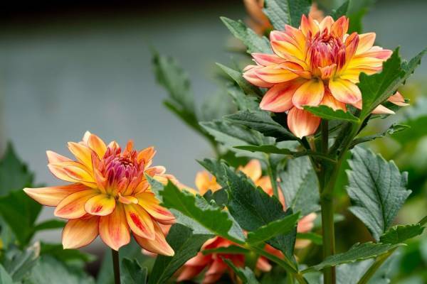 上野東照宮“ダリア”を観賞する秋の特別祭典、100種200株以上の花々が見頃に