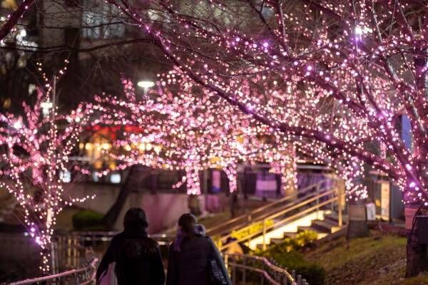 「目黒川みんなのイルミネーション2023」“冬の桜”が川沿いを彩る、約38万球のLEDが点灯