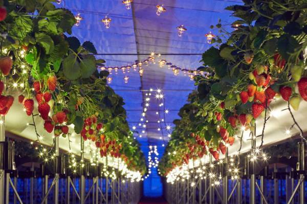 “煌めく”夜のハウスで苺狩り＆お菓子作り「ナイトストロベリーツアー」星野リゾート リゾナーレ熱海で