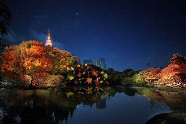 新宿御苑で秋のライトアップ「NAKED 紅葉の新宿御苑 2023」東京都心随一の秋景色を光で演出