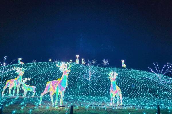 大阪「堺・緑のミュージアム ハーベストの丘」のイルミネーション、20m級のツリーや巨大昆虫ロボット