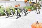 横浜・八景島シーパラダイス、ハロウィン仕様の5万尾イワシショーやペンギンの“かぼちゃ道”パレード
