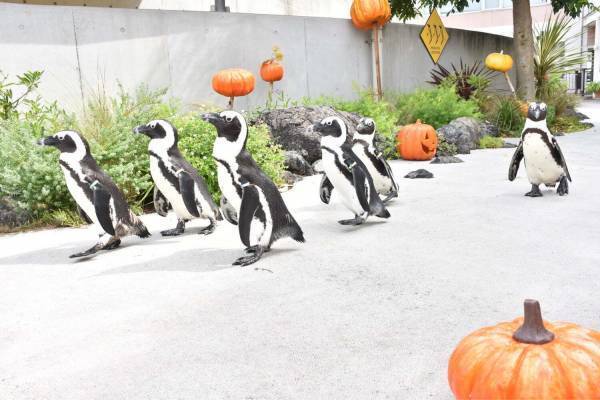 横浜・八景島シーパラダイス、ハロウィン仕様の5万尾イワシショーやペンギンの“かぼちゃ道”パレード