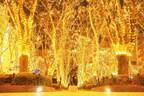 「2023SENDAI光のページェント」仙台・定禅寺通のイルミネーション、ケヤキに灯る約50万球の光