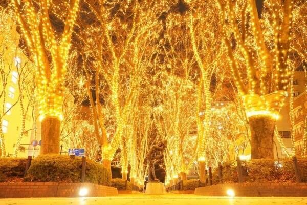 「2023SENDAI光のページェント」仙台・定禅寺通のイルミネーション、ケヤキに灯る約50万球の光