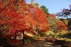神戸「六甲高山植物園」23年の紅葉が見ごろに、土日祝限定で夜間ライトアップも