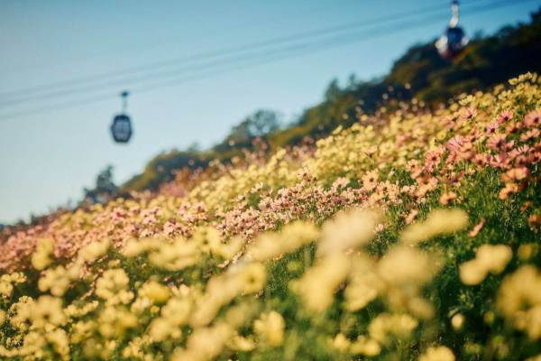 神戸布引ハーブ園「コスモス」約6,700株が見頃に、淡い黄色＆ピンクの色合いのオレンジキャンパスなど