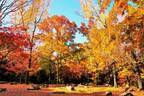 大阪・万博記念公園「紅葉まつり」“紅色＆黄色”に染まる約1万本の紅葉、茶室の特別公開や野菜マルシェも