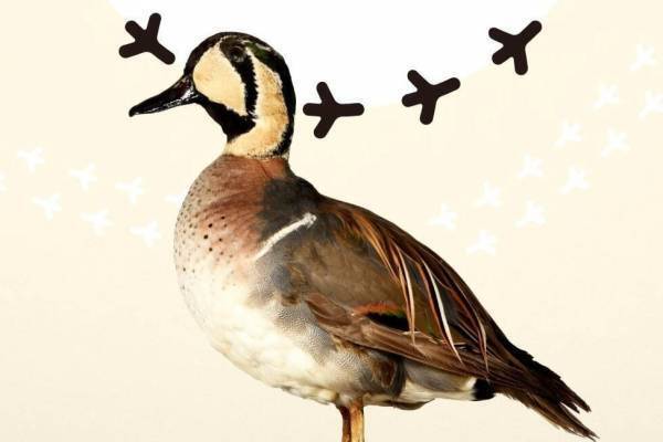 特別展「鳥」国立科学博物館で - 剥製標本などを展示、鳥類の進化の不思議に迫る