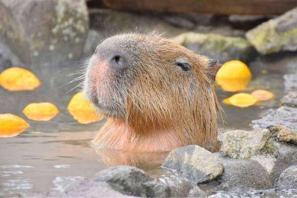 伊豆シャボテン動物公園「元祖カピバラの露天風呂」"生後約1ヶ月”カピバラの赤ちゃんが湯船初体験も