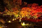 埼玉・国営武蔵丘陵森林公園「紅葉見ナイト」約20種・500本のカエデが多彩に色づく、紅葉ライトアップ