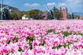 長崎・ハウステンボスで「100万本のチューリップ祭」園内各所にチューリップが咲き誇る、春の風物詩
