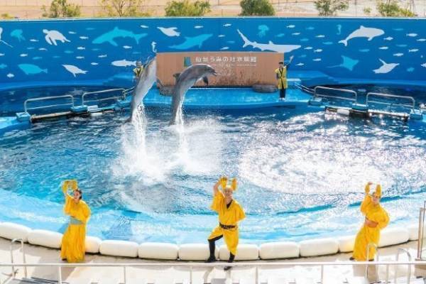 「マツケンサンバⅡ」にあわせてイルカパフォーマンス＆イワシの群れが泳ぐ！仙台うみの杜水族館コラボ企画