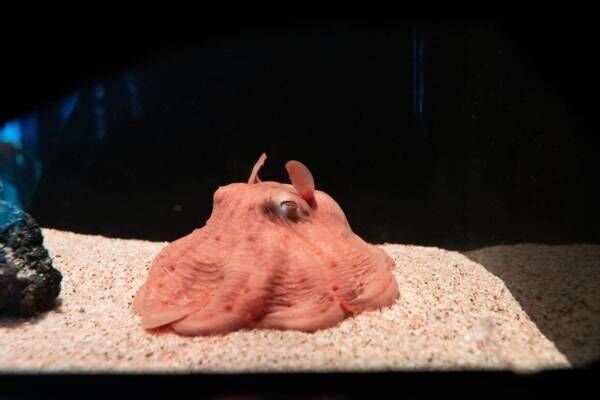 サンシャイン水族館「ゾクゾク深海生物2024」“深海のアイドル”メンダコ＆巨大ヨコヅナイワシ標本展示