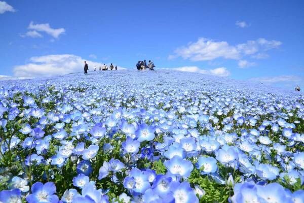 茨城・国営ひたち海浜公園、春の絶景「ネモフィラ」約530万本の“青い絨毯”が一面に