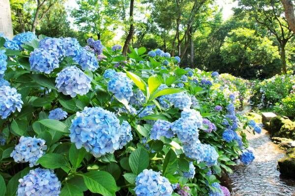 大阪「万博記念公園 あじさい祭」青や紫、ピンクなど約30品種4,000株のあじさい