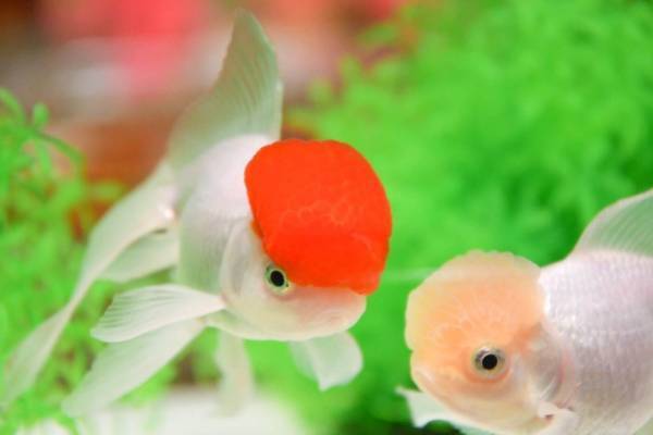 金魚アート「アートアクアリウム美術館 GINZA」お正月イベント、“紅白カラー”の金魚が集結