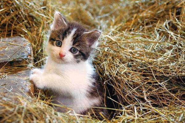 企画展「岩合光昭写真展 こねこ」長崎県美術館で、世界各地の“こねこ”写真約150点展示