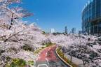 東京ミッドタウンの春イベント「ミッドタウン ブロッサム」桜並木が続く散歩道＆屋外ラウンジ