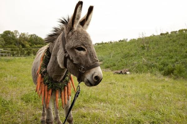 映画『EO イーオー』監督イエジー・スコリモフスキが“ロバ”の放浪の旅を描く