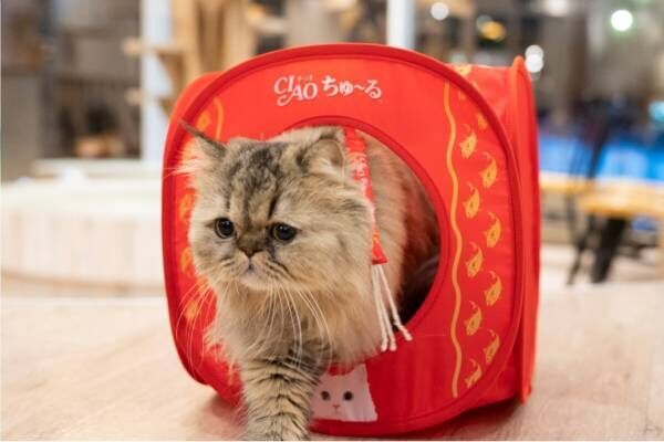 猫用おやつ「CIAO ちゅ～る」がキャットハウスに、&quot;人気まぐろ味”のデザイン＆おもちゃ付きで
