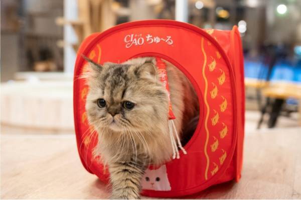 猫用おやつ「CIAO ちゅ～る」がキャットハウスに、"人気まぐろ味”のデザイン＆おもちゃ付きで