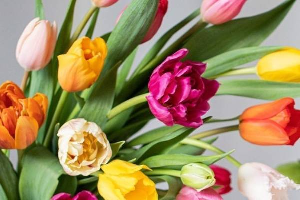 青山フラワーマーケット 南青山本店「青山チューリップ祭り」約100品種の鮮やかなチューリップが集結