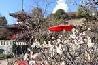 約200本の梅が咲く「梅まつり 2023」よみうりランド隣接フラワーパークHANA・BIYORIで