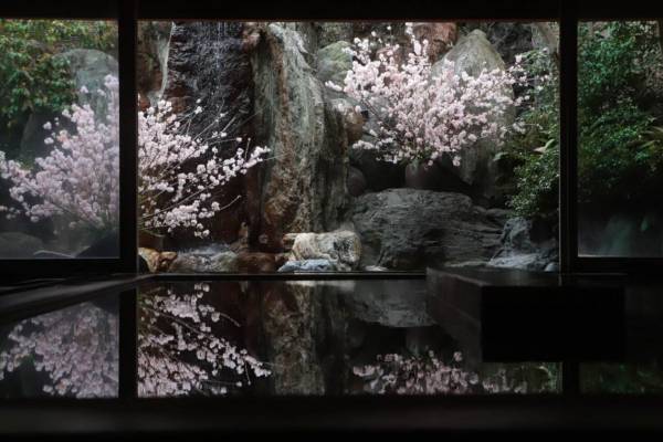 星野リゾートの温泉旅館「界」美しく咲き誇る“桜×温泉”イベント、春気分高める三色団子やお茶も