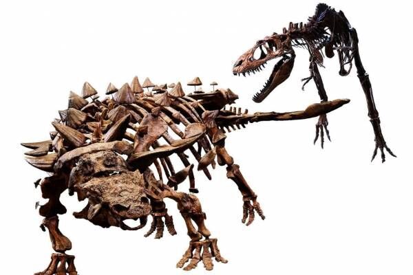 特別展「恐竜博2023」国立科学博物館で、鎧竜ズール・クルリヴァスタトルの実物化石を日本初公開