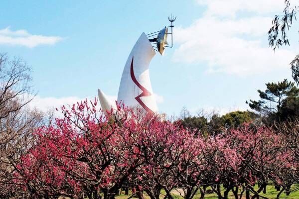 大阪「万博記念公園 梅まつり」約680本の梅が咲くイベント、チョーヤ梅酒飲み比べ＆梅スイーツも