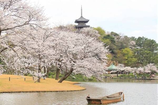 横浜・三渓園「桜めぐり」約250本の桜と歴史的建造物を眺めるお花見、夜桜ライトアップも