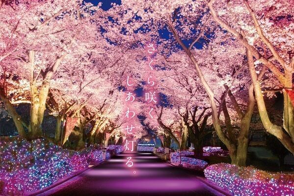 よみうりランド「夜桜ジュエルミネーション」夜空に咲く満開の桜をライトアップ、幻想的な桜並木ほか