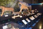 特別展「ネコ」大阪市立自然史博物館で - “究極のハンター”ネコ科動物の特徴と生態、剥製など展示