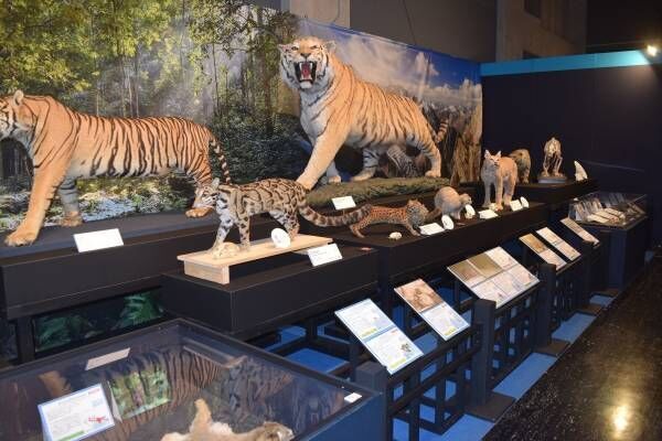特別展「ネコ」大阪市立自然史博物館で - “究極のハンター”ネコ科の特徴や生態に迫る、剥製など展示