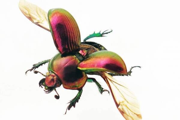 特別展「昆虫」がパワーアップ、“マニアックな昆虫”の魅力に迫る - 東京・国立科学博物館で