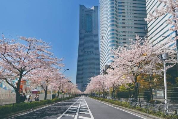 横浜「みなとみらい21 さくらフェスタ2024」“500mの桜並木”でグルメストリートなど
