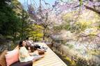 星のや京都の“お花見”滞在プラン - 貸し切りテラスや屋形舟から眺める桜の花、花見膳やライトアップも