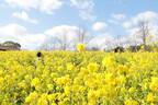 「菜の花」約50万本が咲く“黄色い絨毯”のような花畑、大阪「堺・緑のミュージアム ハーベストの丘」で