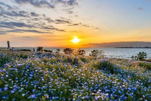 「ネモフィラ祭り2024」大阪まいしまシーサイドパークで - 青い花々が丘一面に、桜とのコラボも