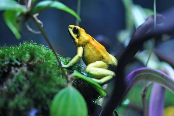 特別展「毒毒毒毒毒毒毒毒毒展 極(もうどく展 きわみ)」池袋 サンシャイン水族館に“毒生物”約30種