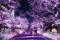 よみうりランド「夜桜ジュエルミネーション」約800本の桜を満喫、“桜をイメージ”幻想的な光の演出も