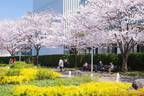 東京ミッドタウンの春イベント「ミッドタウン ブロッサム 2024」約100本の桜並木＆お花見カフェ
