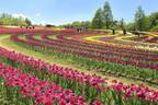 広島・世羅高原農場「チューリップ祭」200品種75万本が咲き誇る絶景、日本最大級の“花絵”も