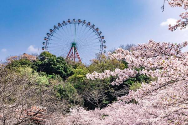 「さがみ湖桜まつり」“2,500本の桜を楽しむ”お花見イベント、夜桜ライトアップ＆桜メニューも