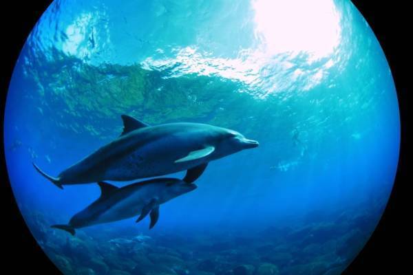 プラネタリアYOKOHAMA＆満天NAGOYA、水の惑星「地球」美しい星空＆水中映像をLEDドームで