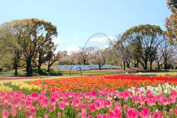 「チューリップフェスタ」約8万本のチューリップが大阪・万博記念公園に、ネモフィラやポピーの花も