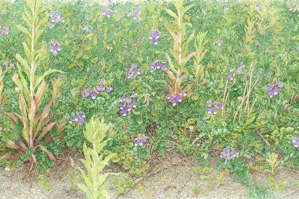 企画展「大地に耳をすます 気配と手ざわり」東京都美術館で、“自然と人の関係性”5人の現代作家を紹介